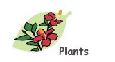 Plants